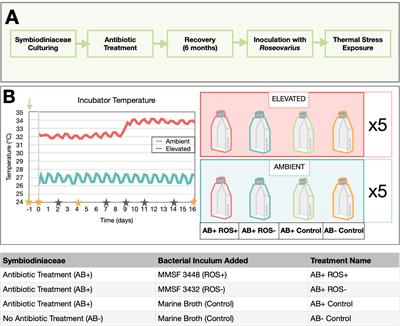 Inoculation with Roseovarius increases thermal tolerance of the coral photosymbiont, Breviolum minutum